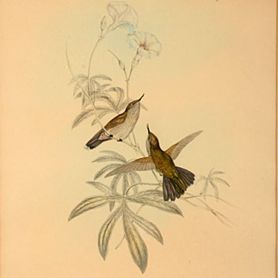Avocettinus Eurypterus (detail)